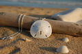Real Sand Dollar Pendant